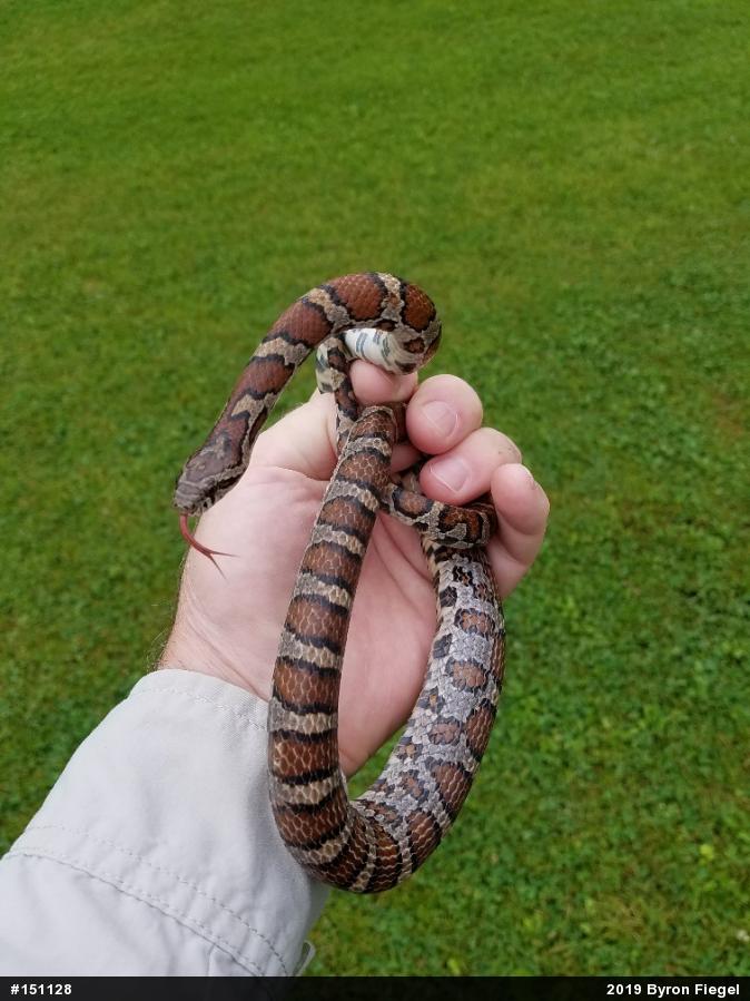 Eastern Milksnake