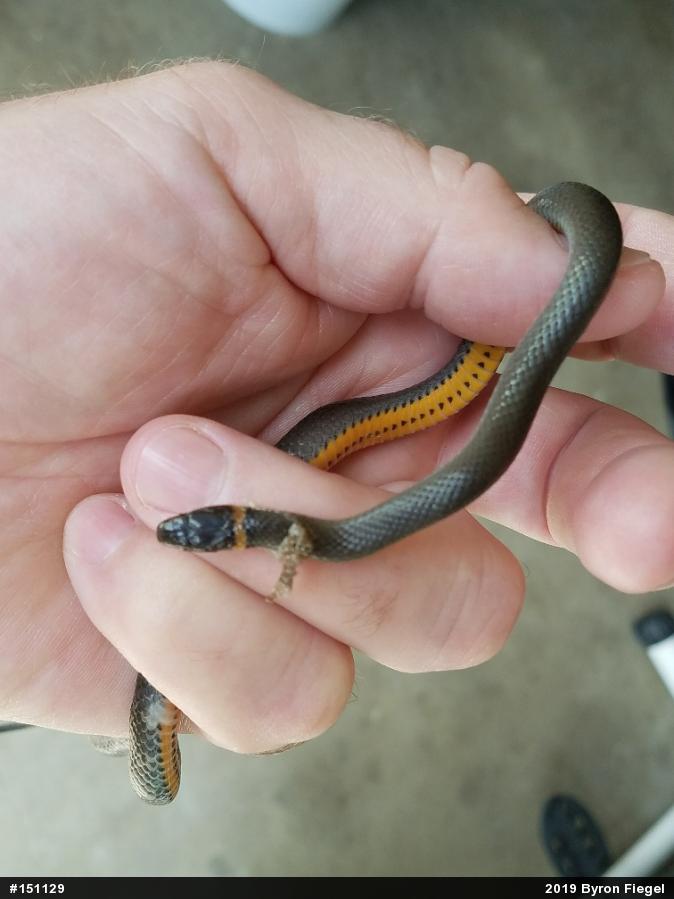 Northern Ring-necked Snake