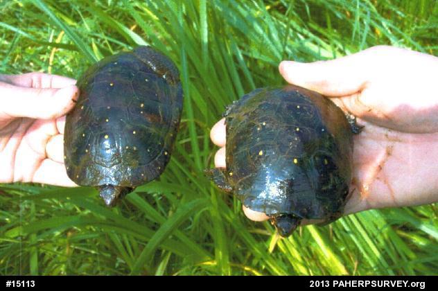 Spotted Turtle