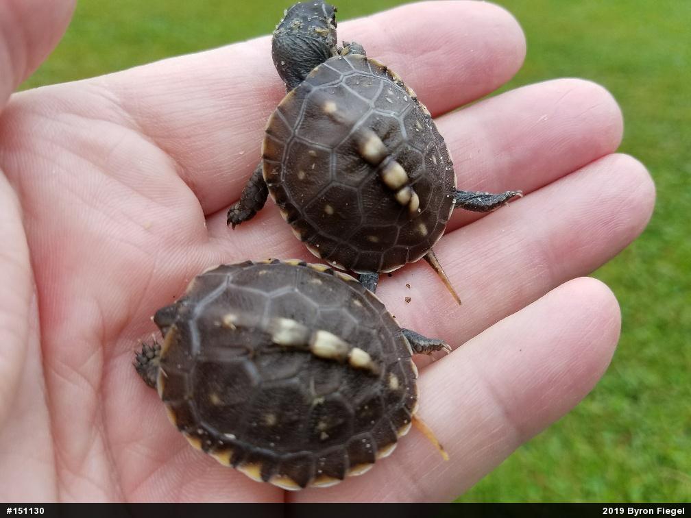 Eastern Box Turtle