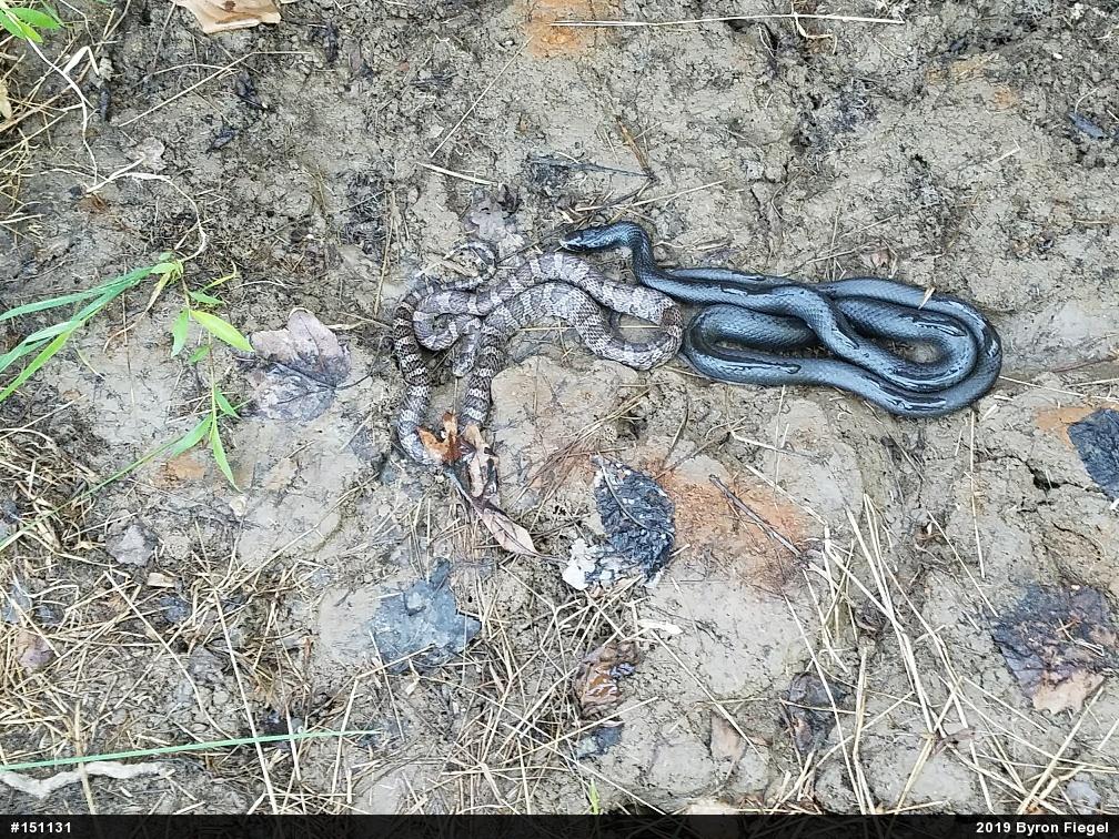 Northern Black Racer