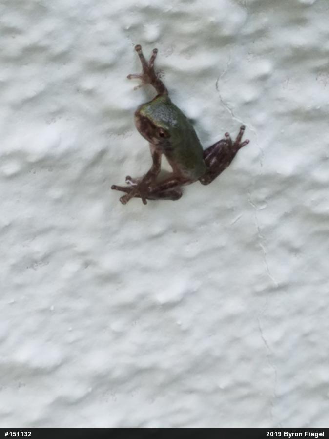 Unknown Gray Treefrog
