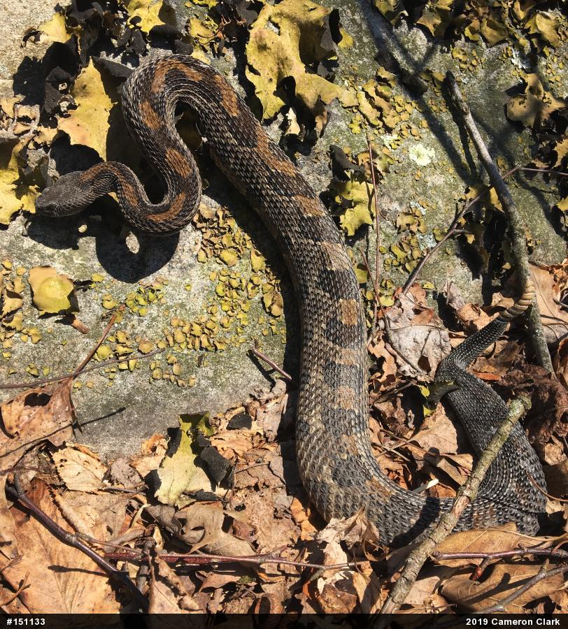 Timber Rattlesnake