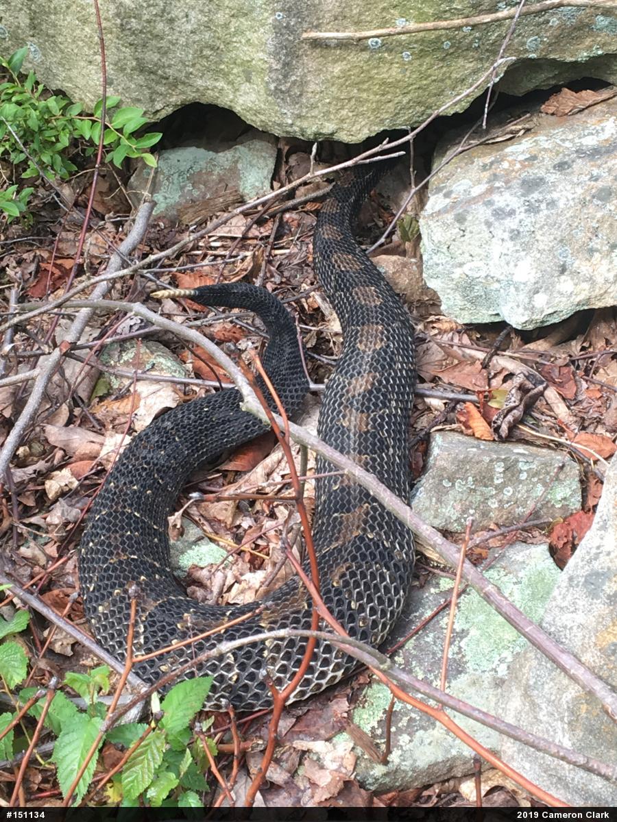 Timber Rattlesnake