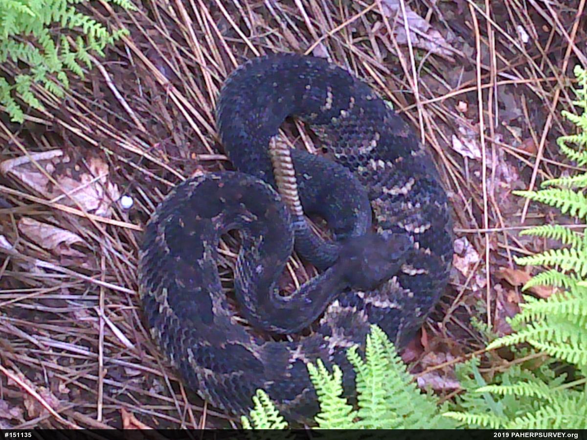 Timber Rattlesnake