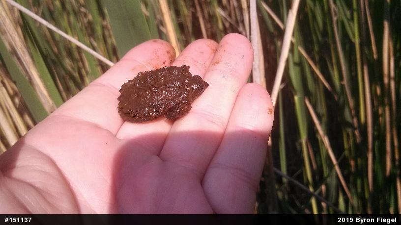 Snapping Turtle