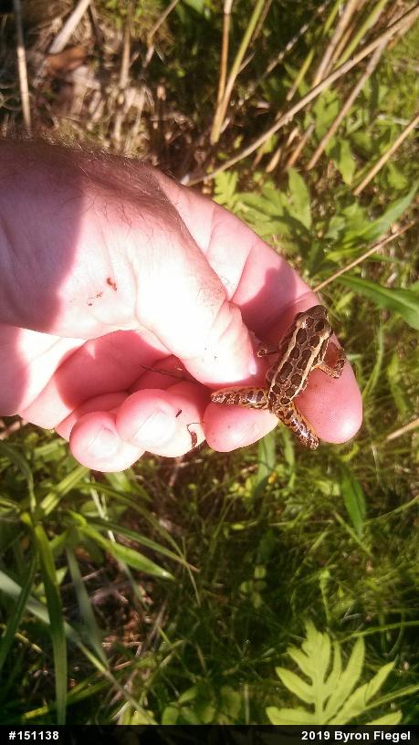 Pickerel Frog