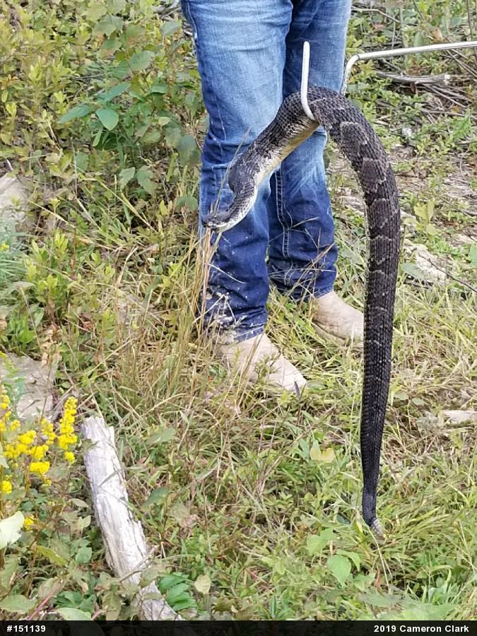 Timber Rattlesnake