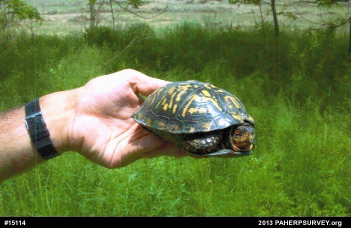 Eastern Box Turtle