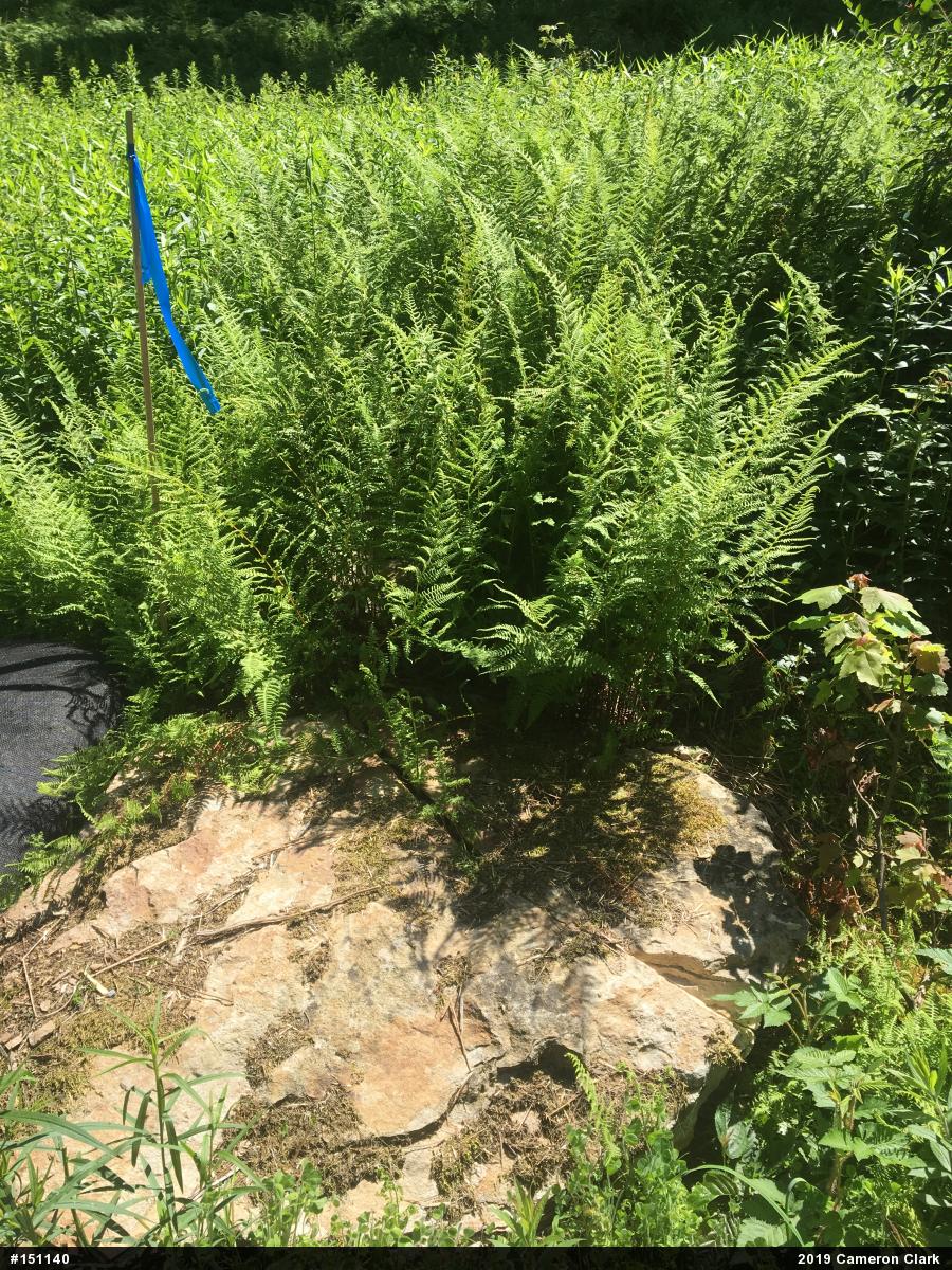 Timber Rattlesnake