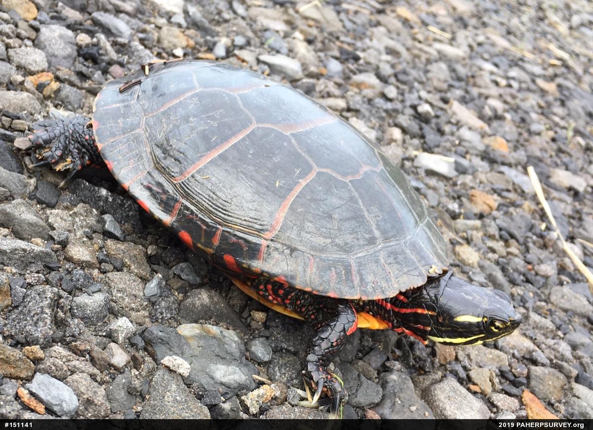 Painted Turtle