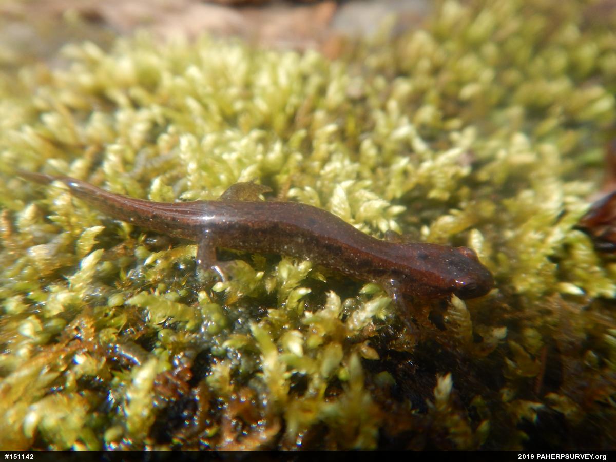 Northern Dusky Salamander