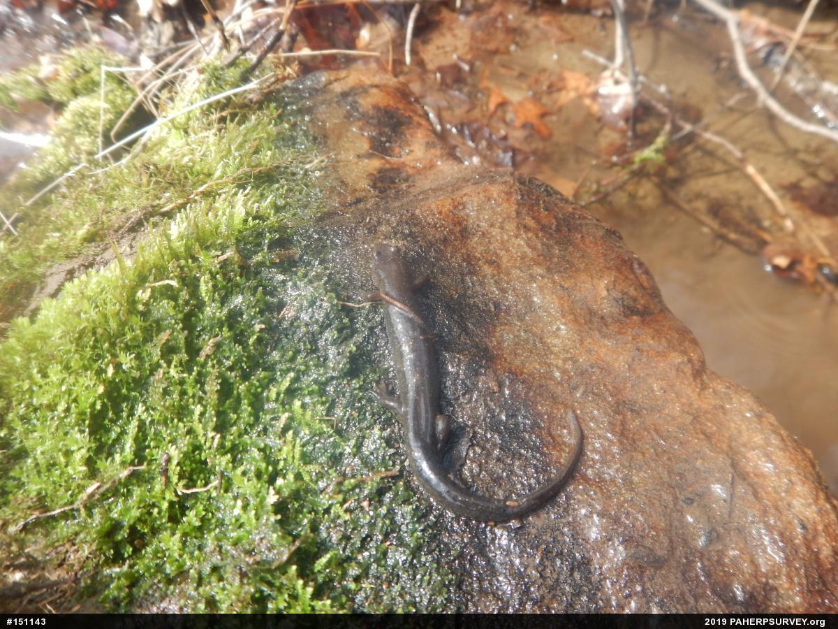 Northern Dusky Salamander