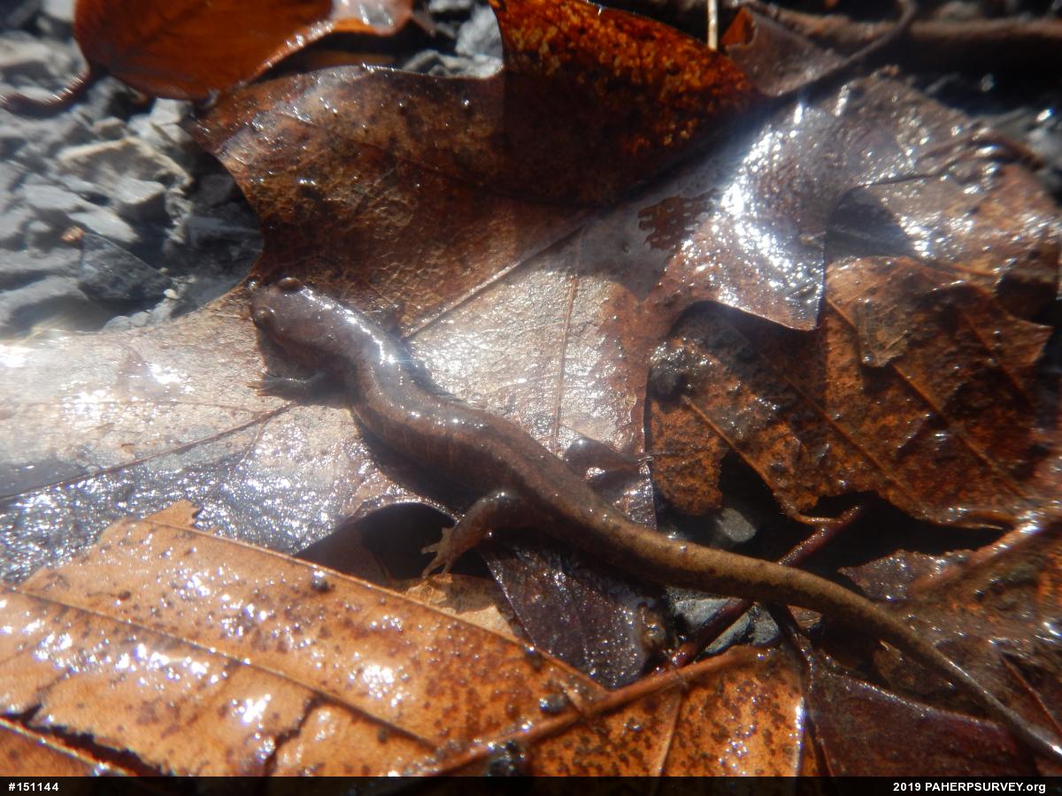 Allegheny Mountain Dusky Salamander