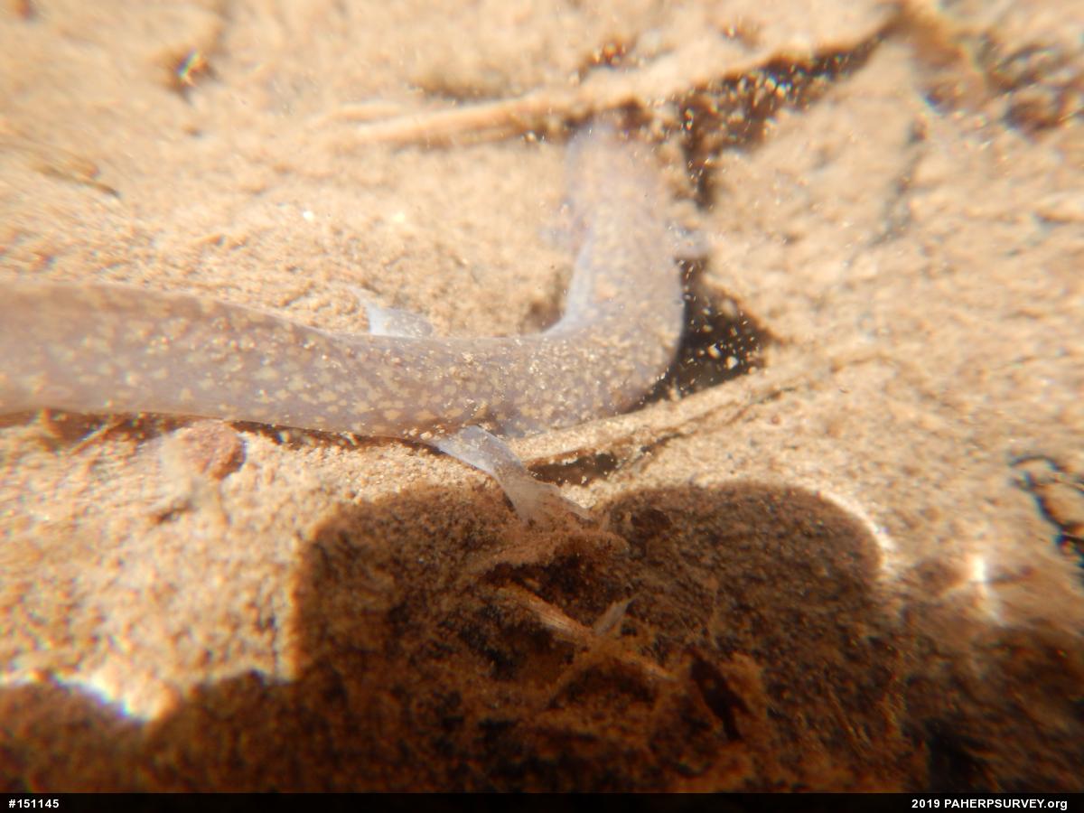 Northern Spring Salamander