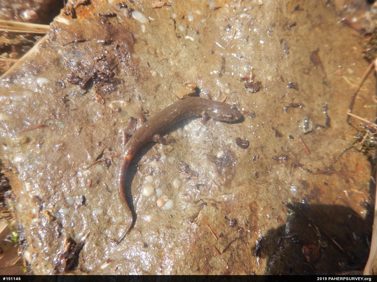 Northern Dusky Salamander