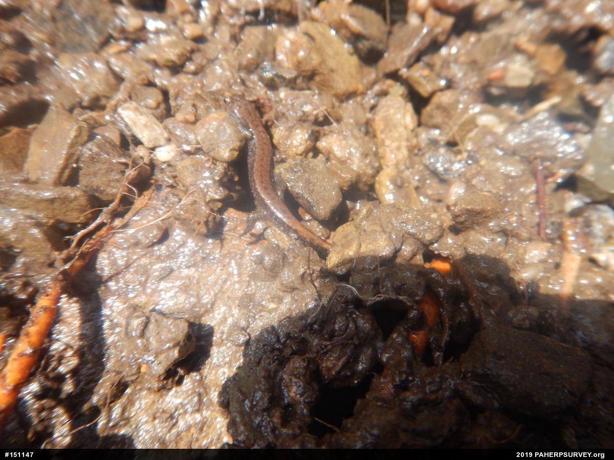 Allegheny Mountain Dusky Salamander