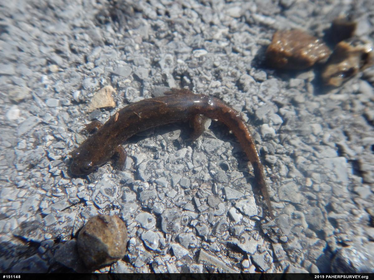 Northern Dusky Salamander
