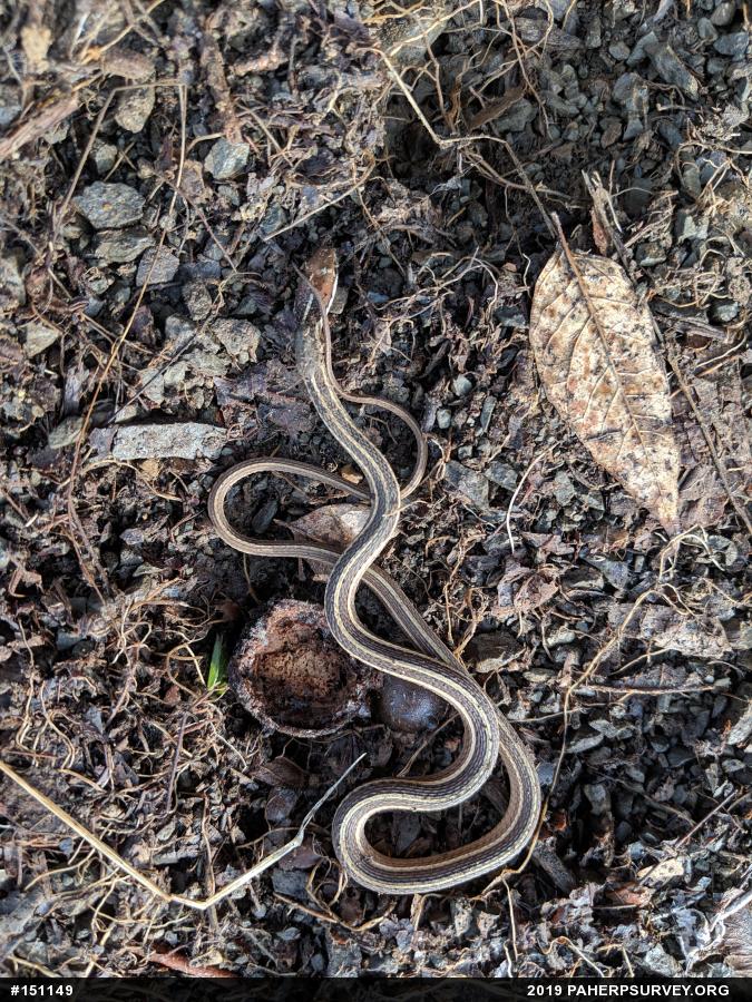Common Ribbonsnake