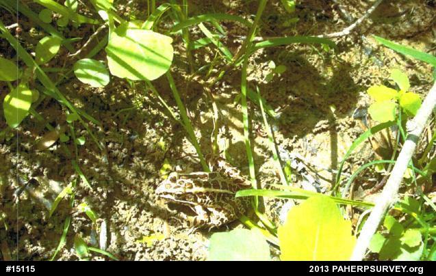 Pickerel Frog