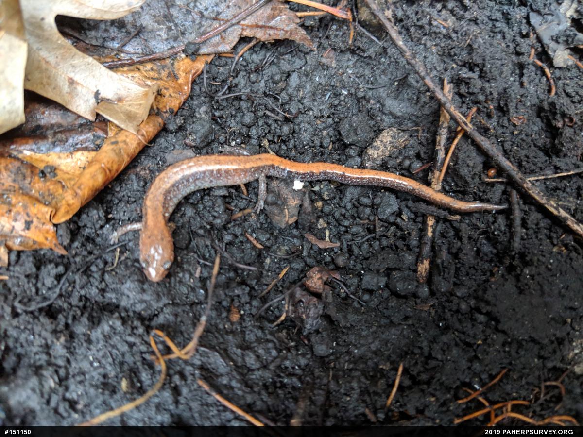 Eastern Red-backed  Salamander
