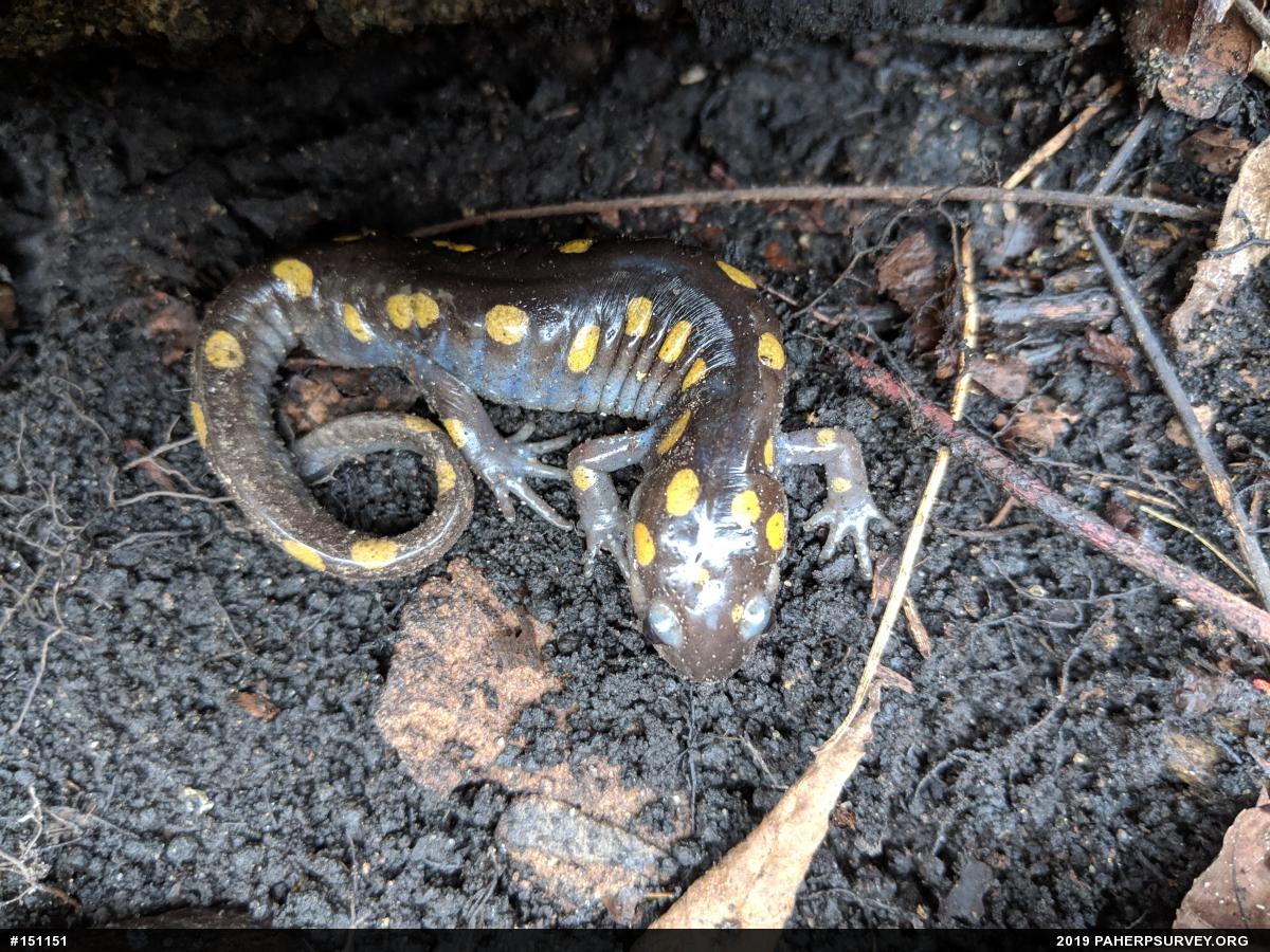 Spotted Salamander