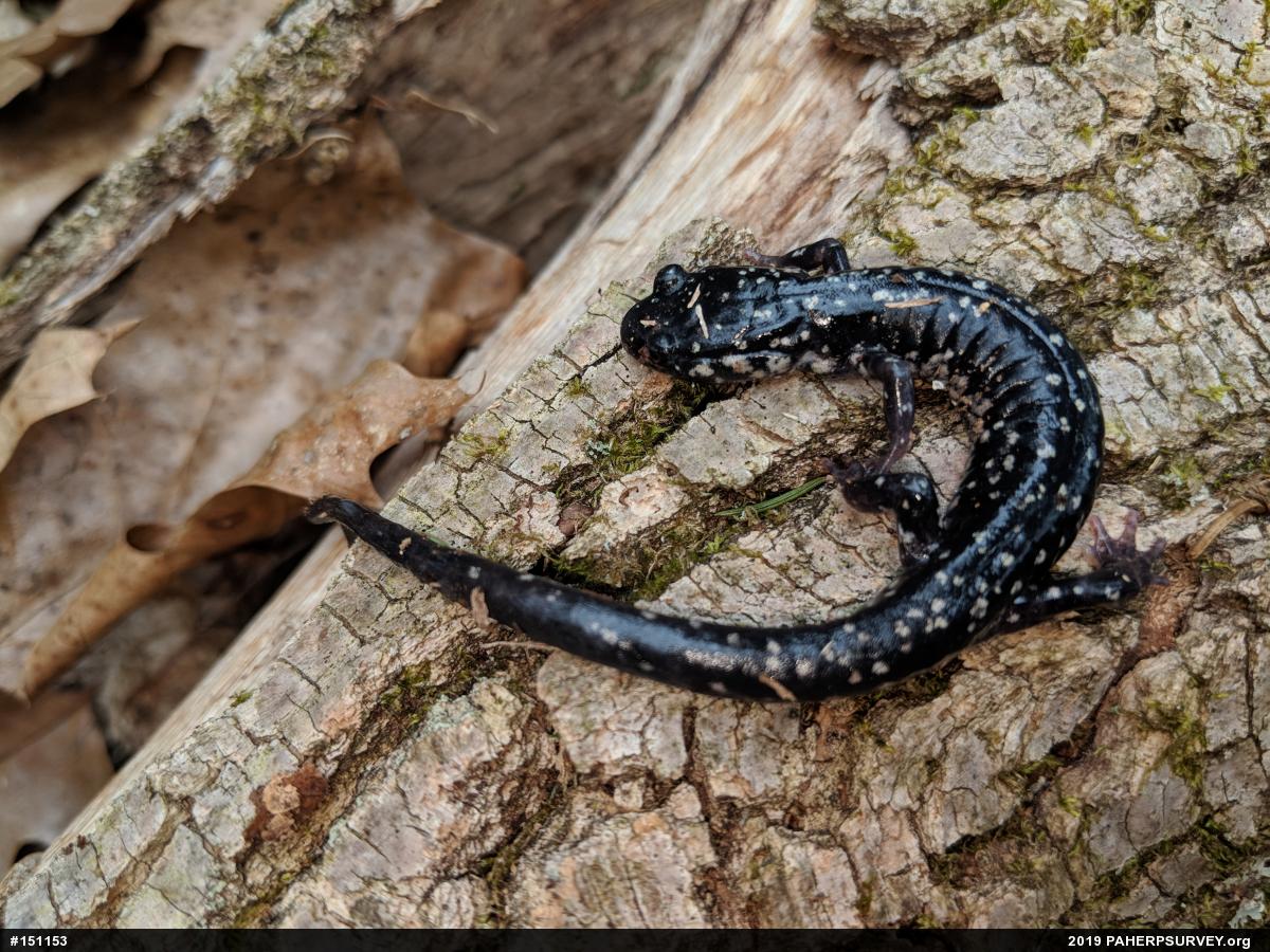 Northern Slimy Salamander