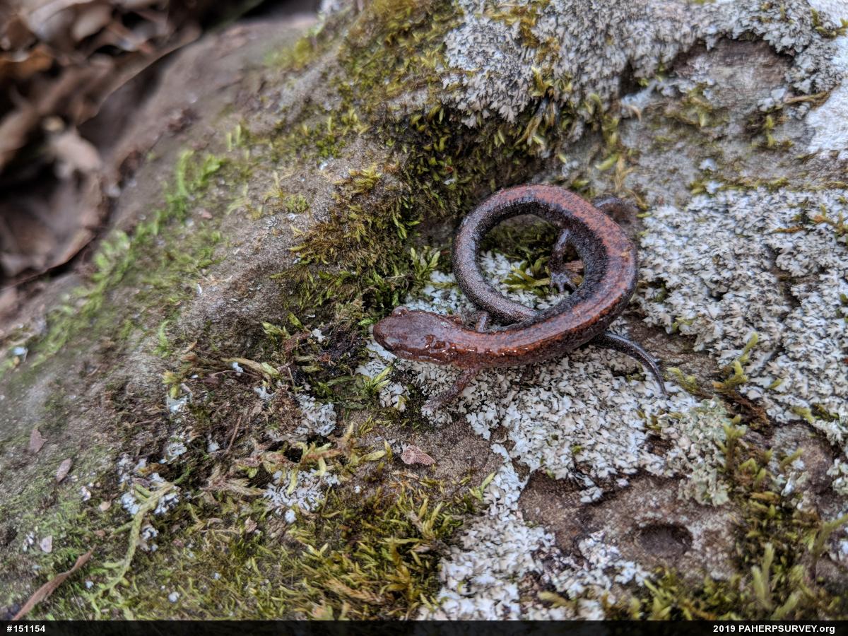 Eastern Red-backed  Salamander