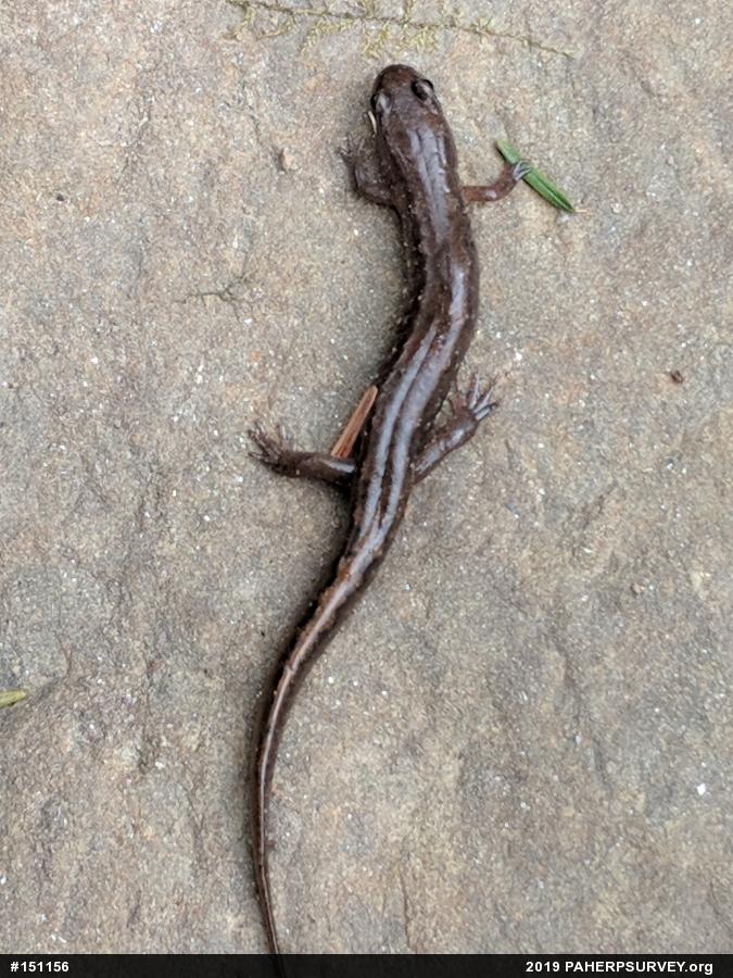 Northern Dusky Salamander