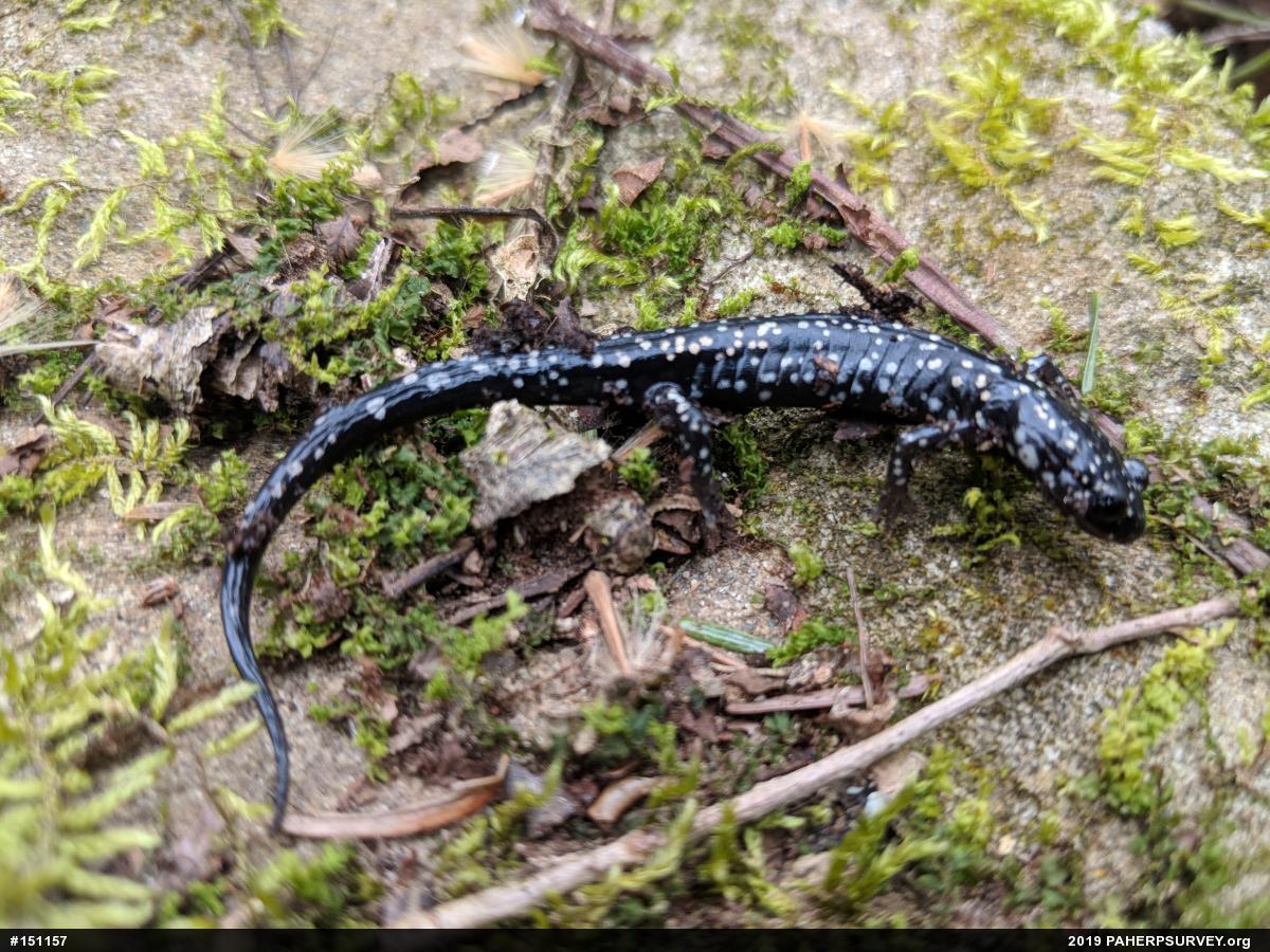 Northern Slimy Salamander