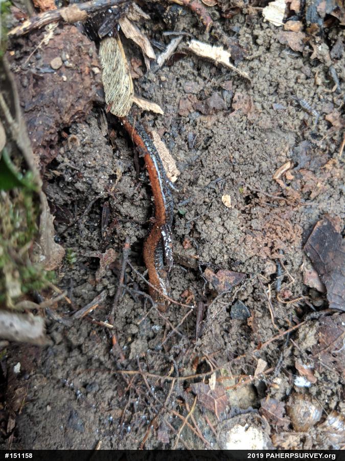 Eastern Red-backed  Salamander
