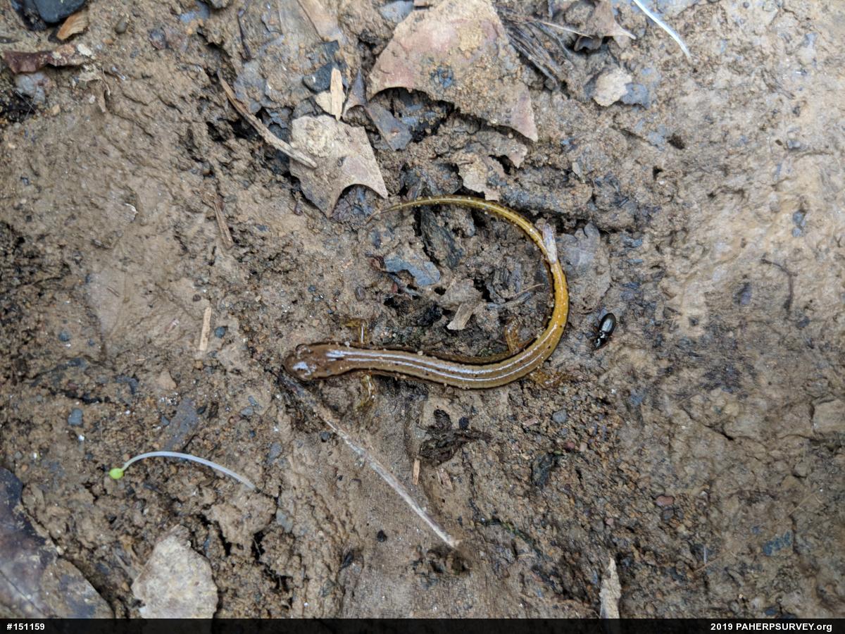 Northern Two-lined Salamander