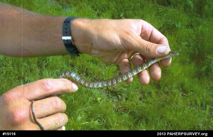 Northern Watersnake
