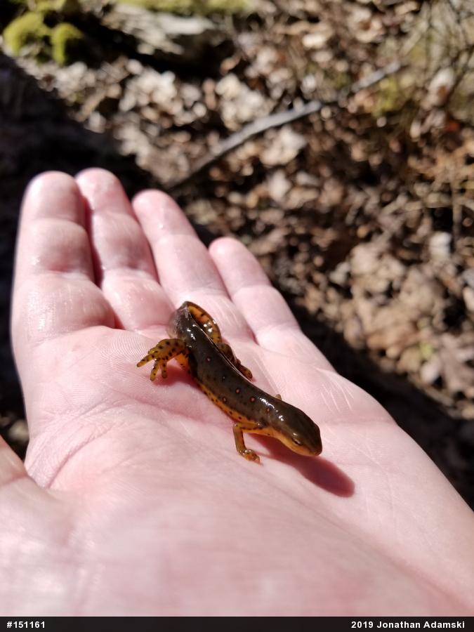 Red-spotted Newt
