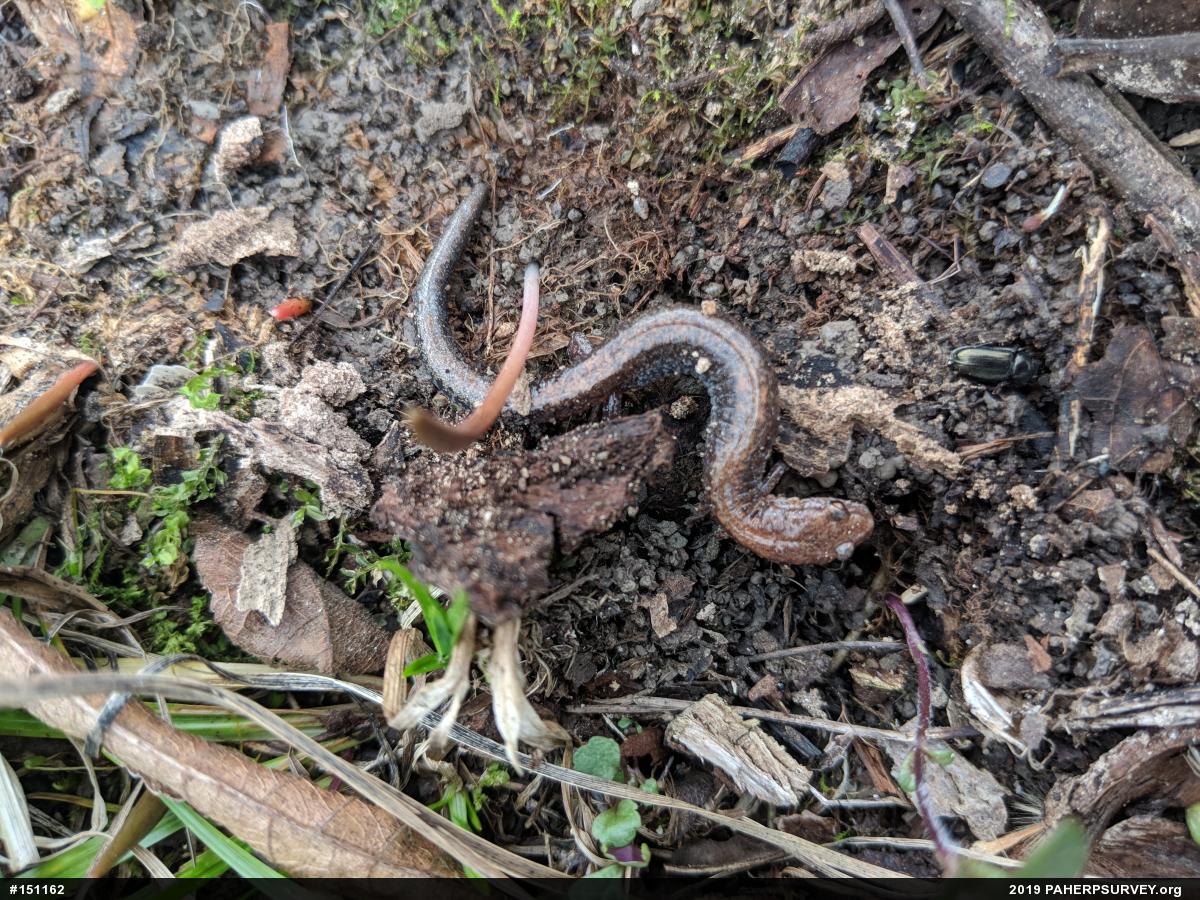 Eastern Red-backed  Salamander
