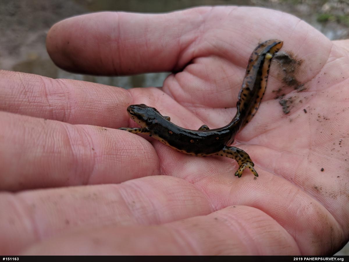Red-spotted Newt