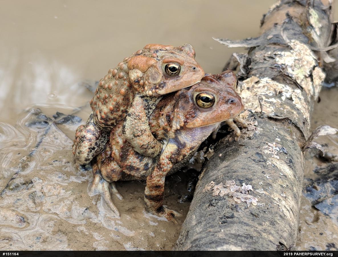 Eastern American Toad