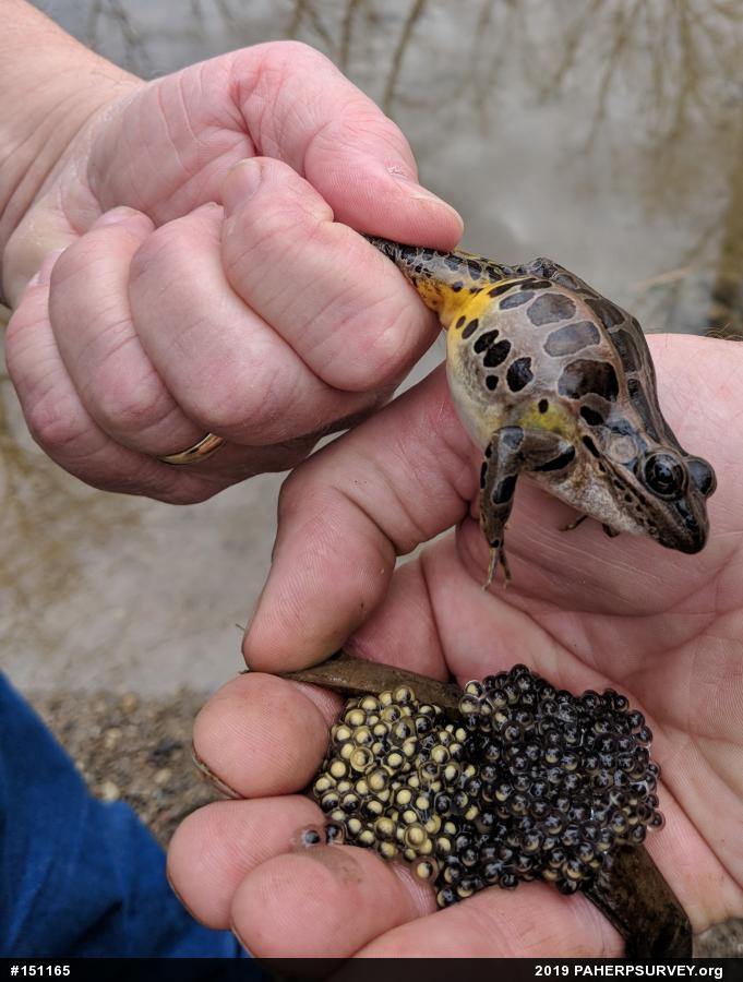 Pickerel Frog