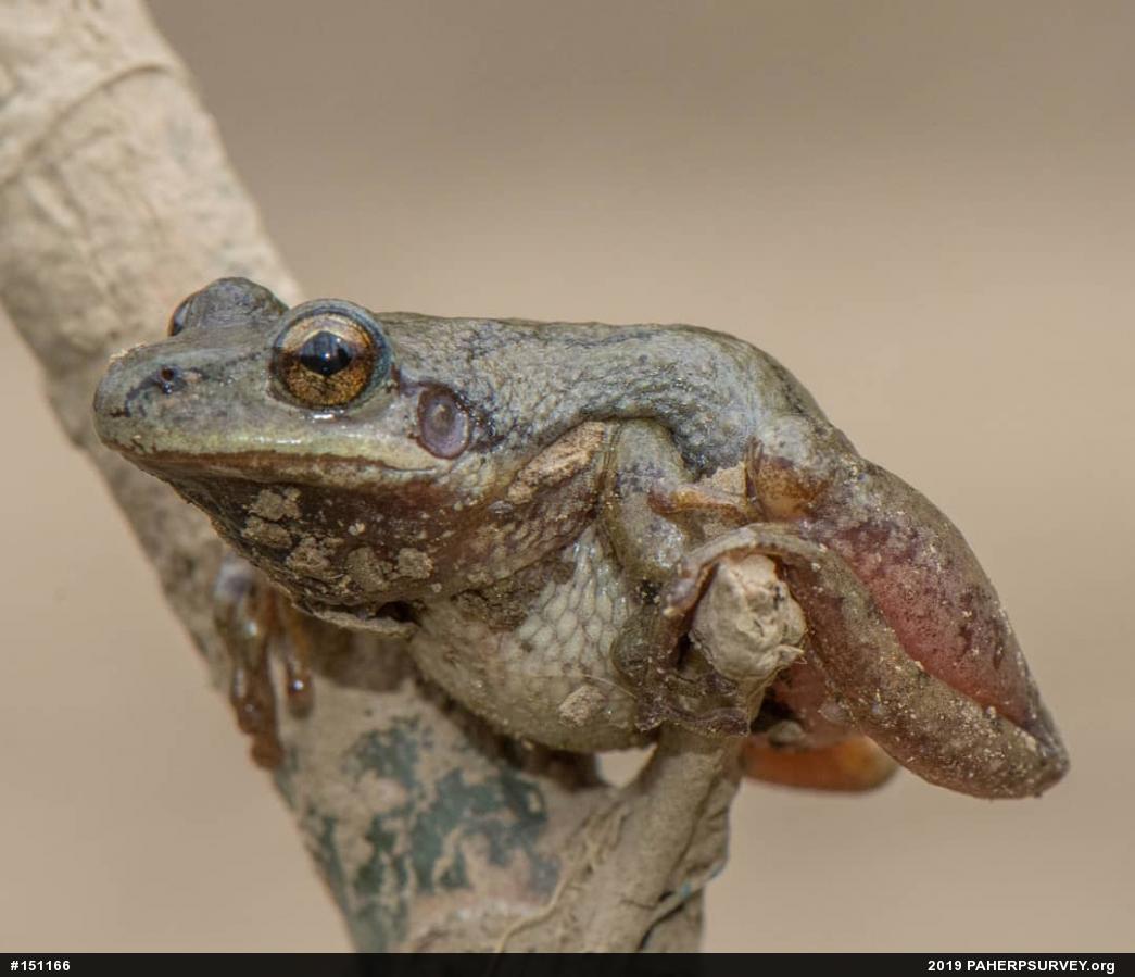 Mountain Chorus Frog