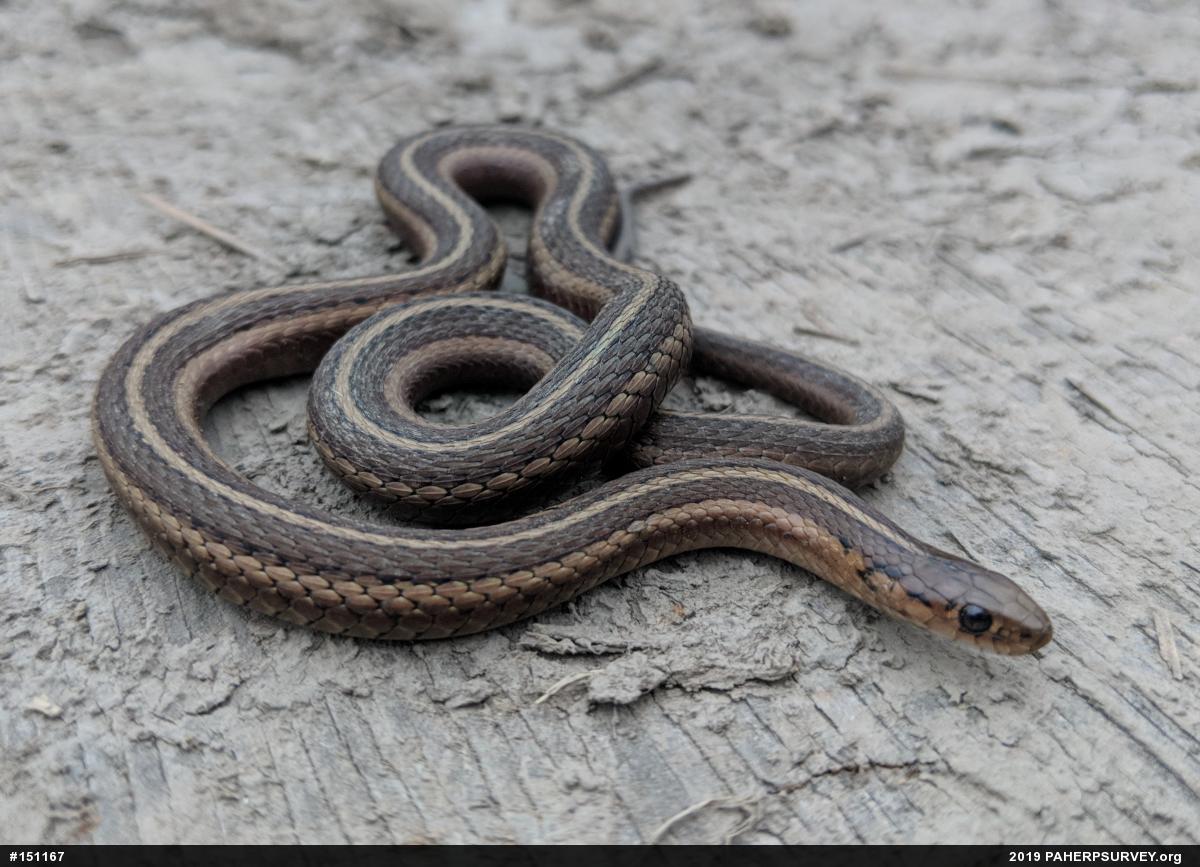 Shorthead Gartersnake