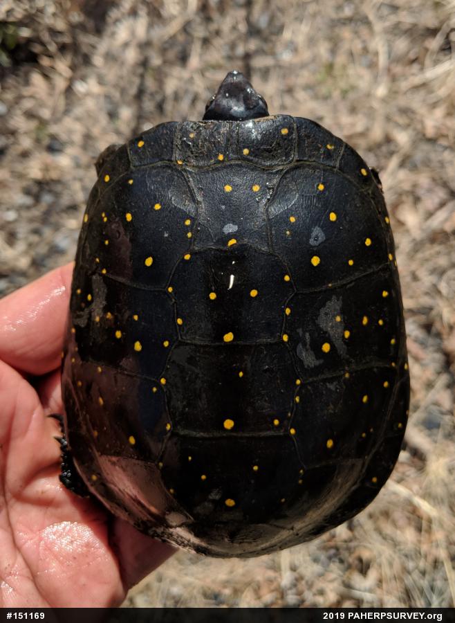 Spotted Turtle