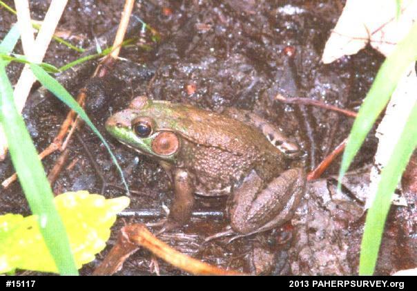 Green Frog