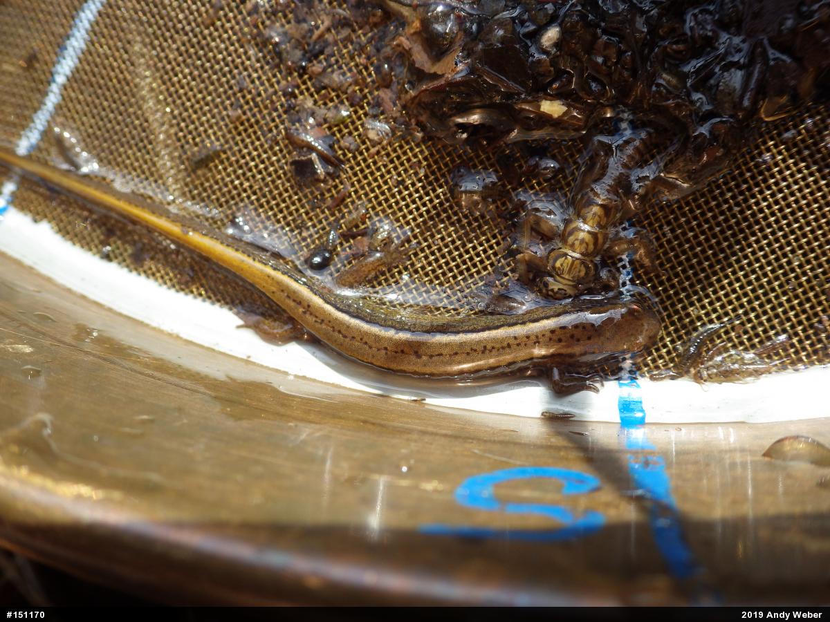 Northern Two-lined Salamander