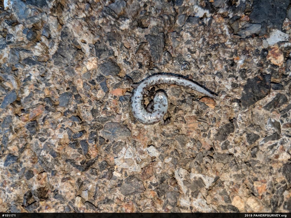 Four-toed Salamander
