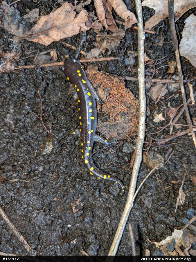 Spotted Salamander
