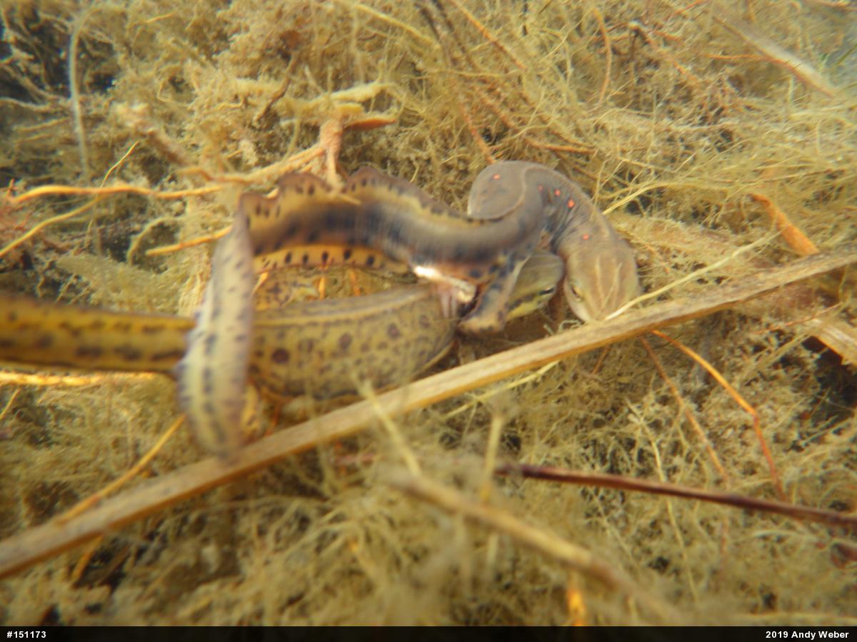 Red-spotted Newt