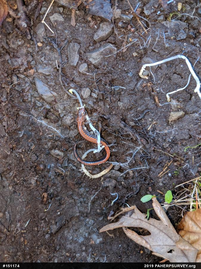 Eastern Red-backed  Salamander