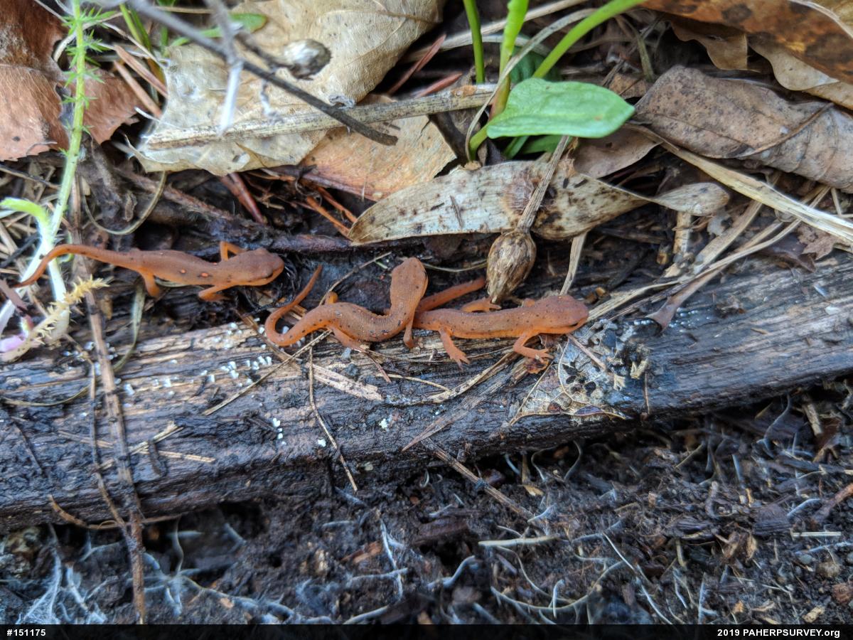 Red-spotted Newt