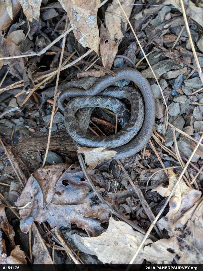 Northern Black Racer