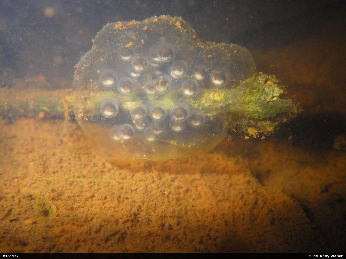 Jefferson Salamander